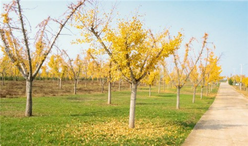 西安公墓建設(shè)費(fèi)用多少-關(guān)于西安公墓建設(shè)費(fèi)用多少的詳細(xì)介紹