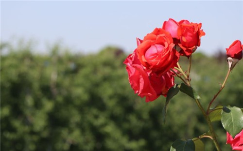 西安墓地大概多少錢-西安墓地行情如何？