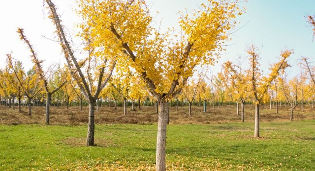 西安九龍山公墓價(jià)格使用年限，西安九龍山公墓的價(jià)格體系與使用期限