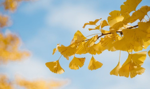 西安高橋墓園是永久墓地嗎